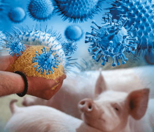 Bioseguridad frente a los virus en los piensos para cerdos