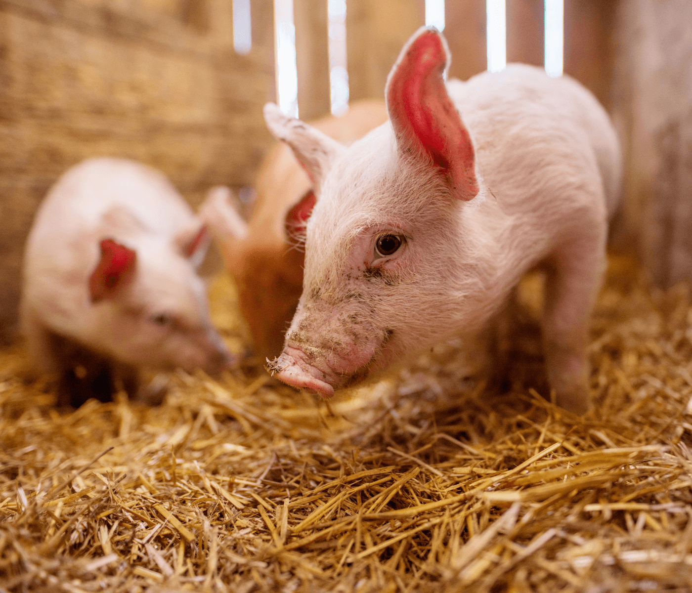 Resiliencia animal: Optimizando la salud intestinal para cerdos