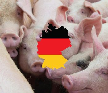 Bruselas ha aceptado que el sector porcino de Alemania reciba 1.000 millones de euros para mejorar el bienestar animal en sus granjas.