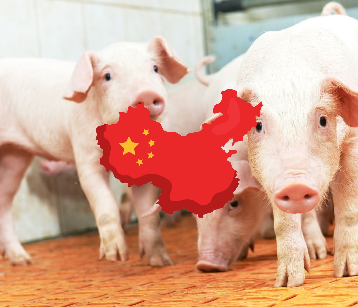 China aumenta un 4,6% la producción de carne porcina en 2023