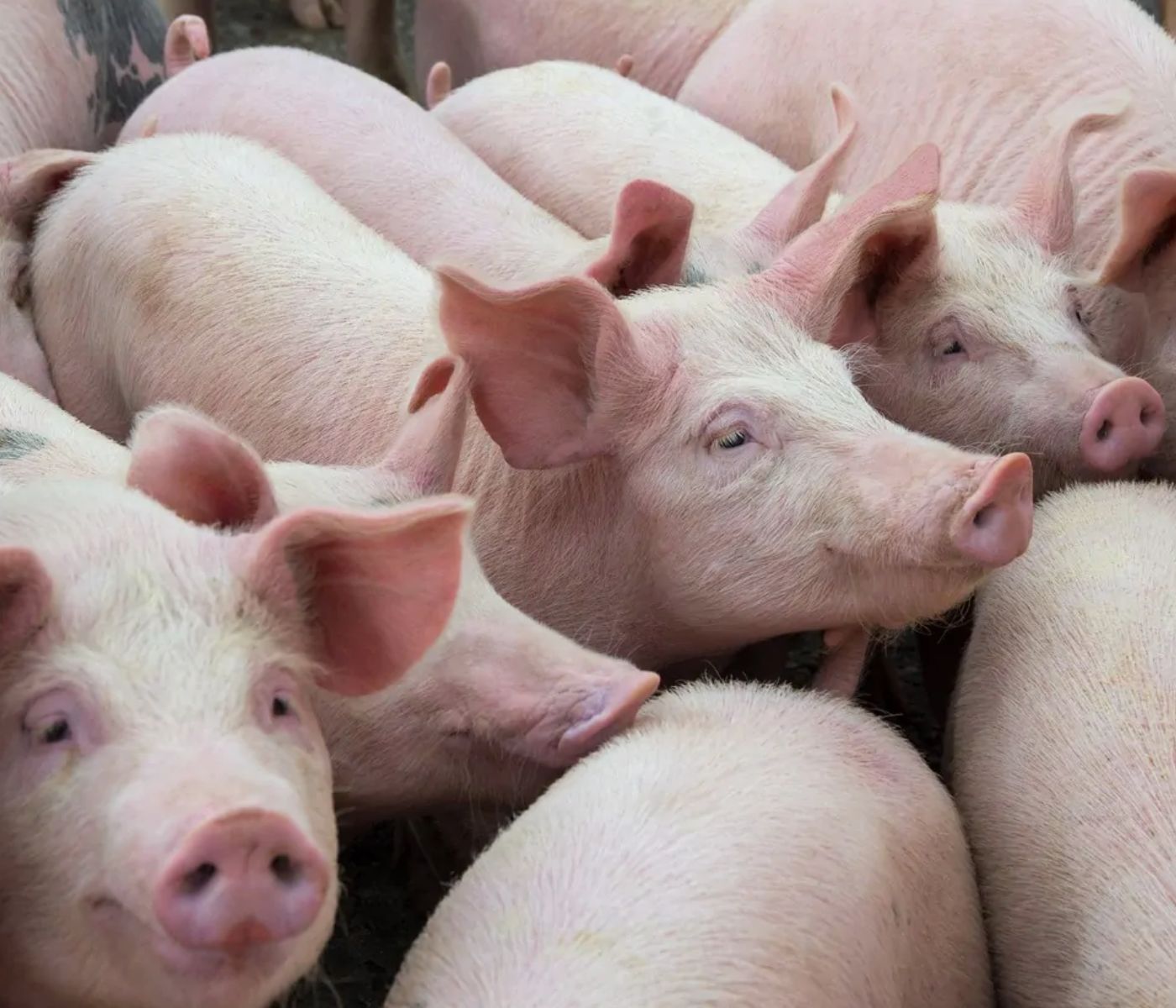 Las exportaciones de porcino de capa blanca en España baten récords