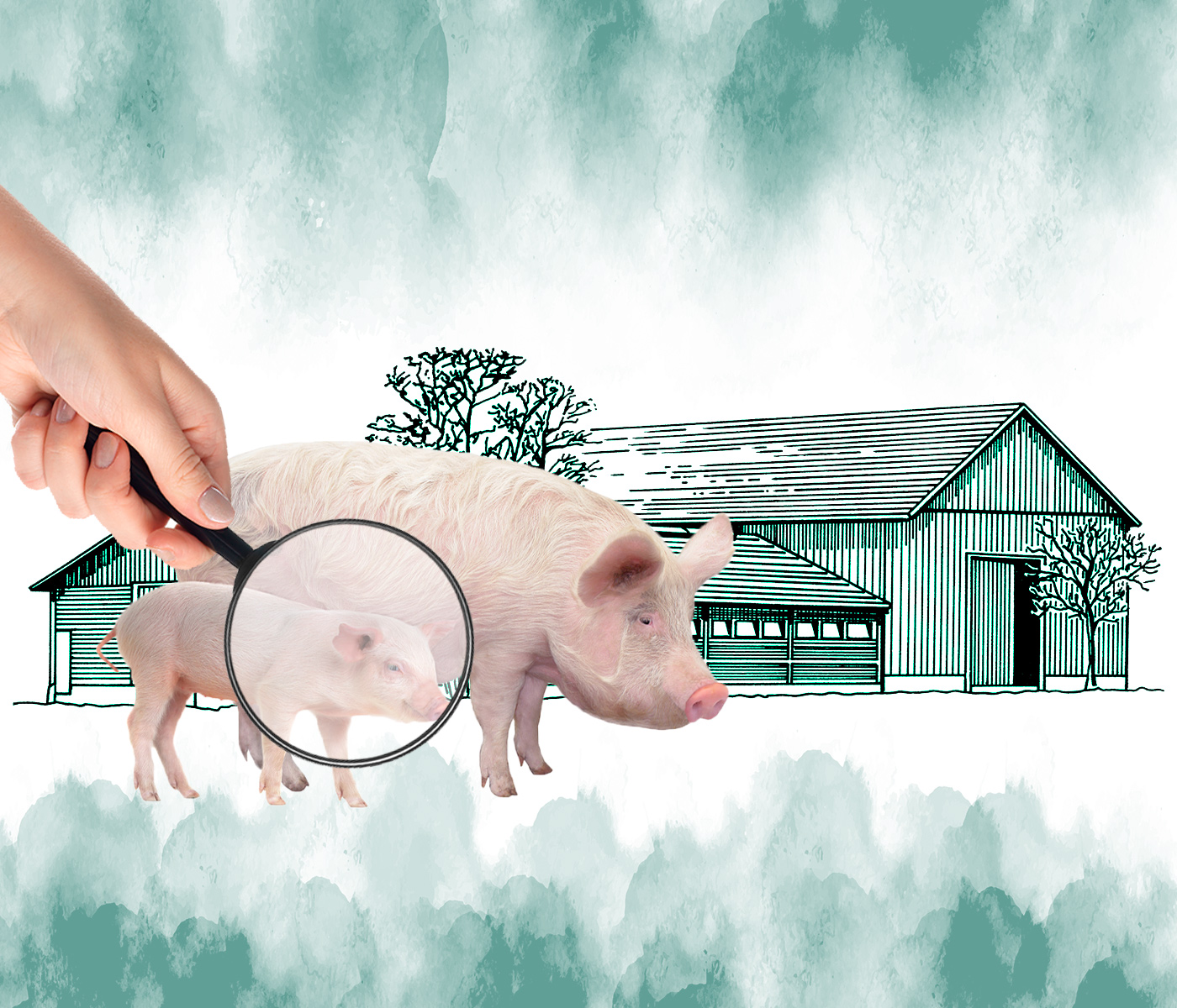 Enigmas porcinos – Entre patógenos y coinfecciones