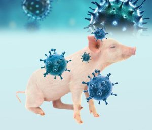 Evolución del virus de la influenza porcina en Europa y...