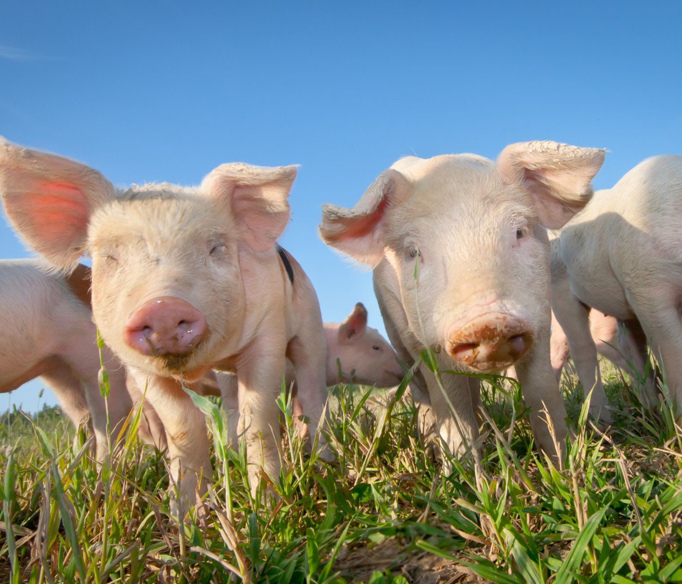 Todo lo que necesitas saber sobre la Proposición 12 y el bienestar de los cerdos en California