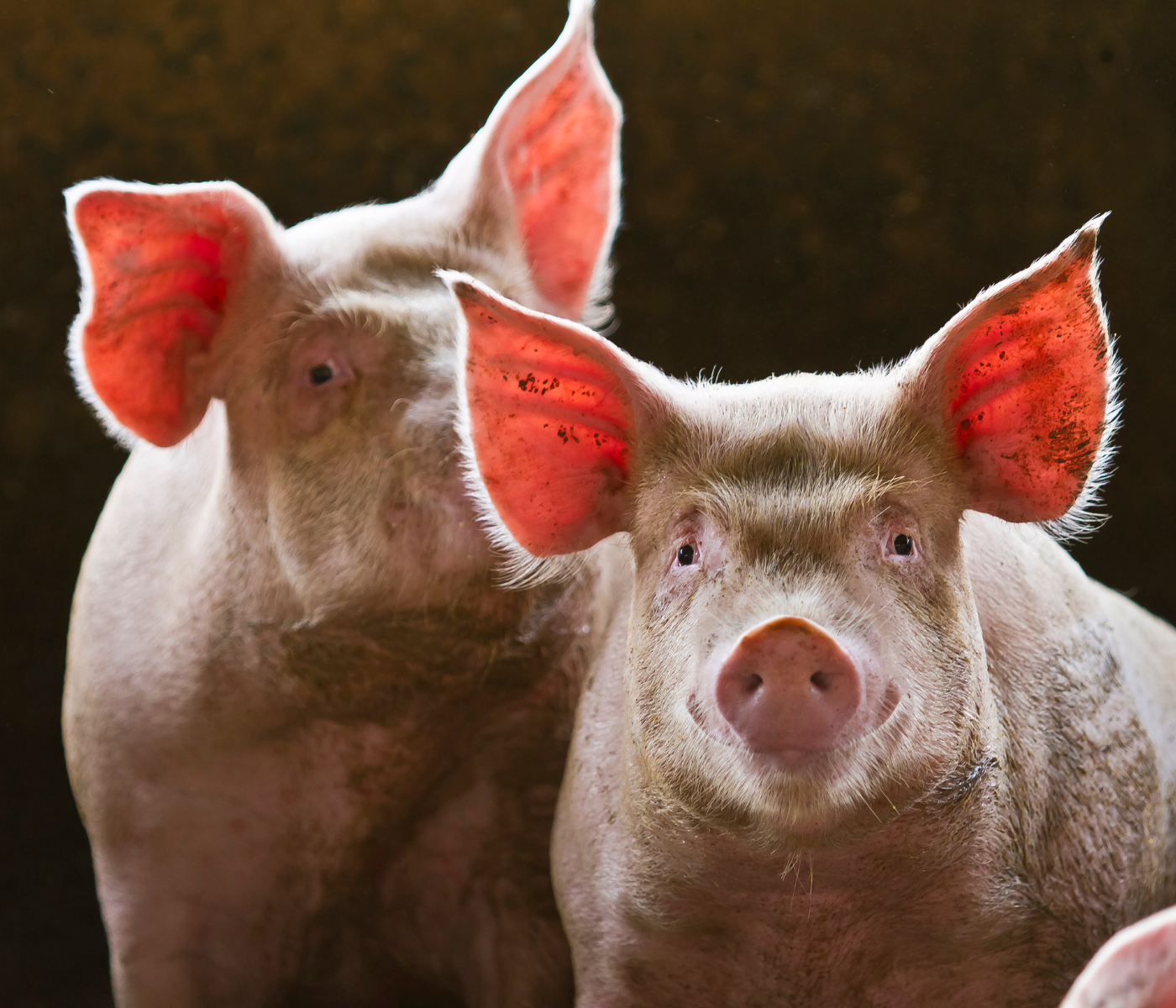Produção de carne suína deve desacelerar no 1º tri com menor demanda