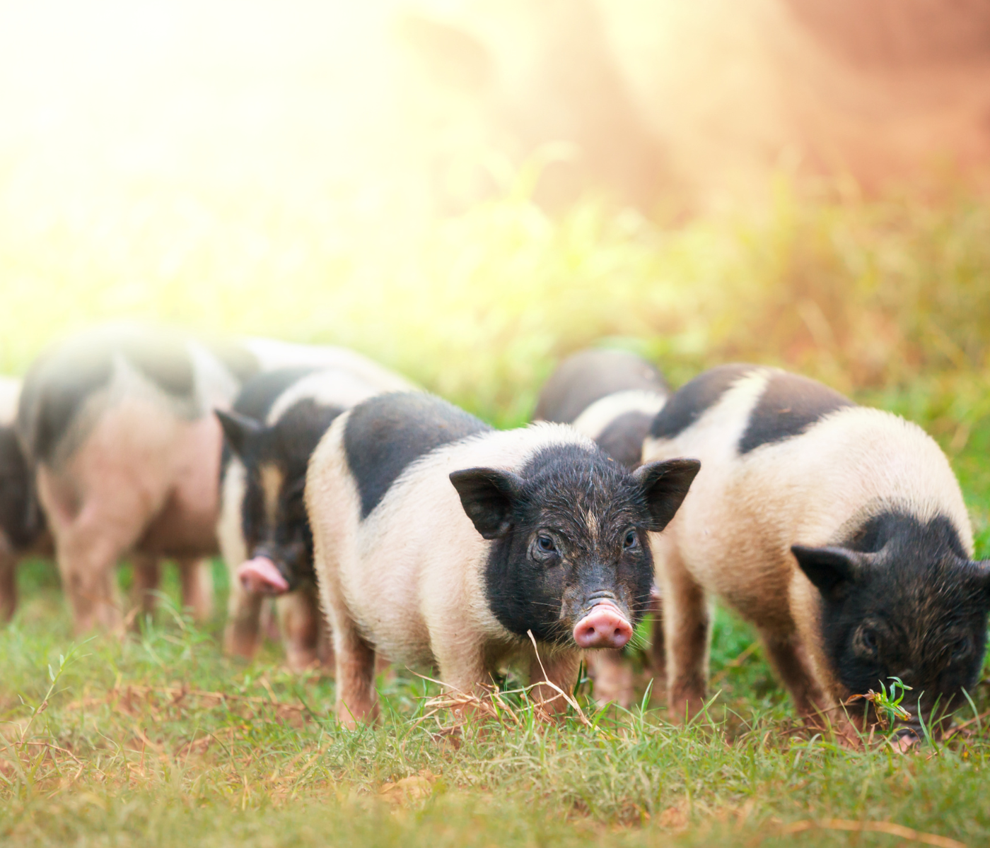Impacto de Eliminar Jaulas en Producción Porcina: Bienestar Animal y Eficiencia