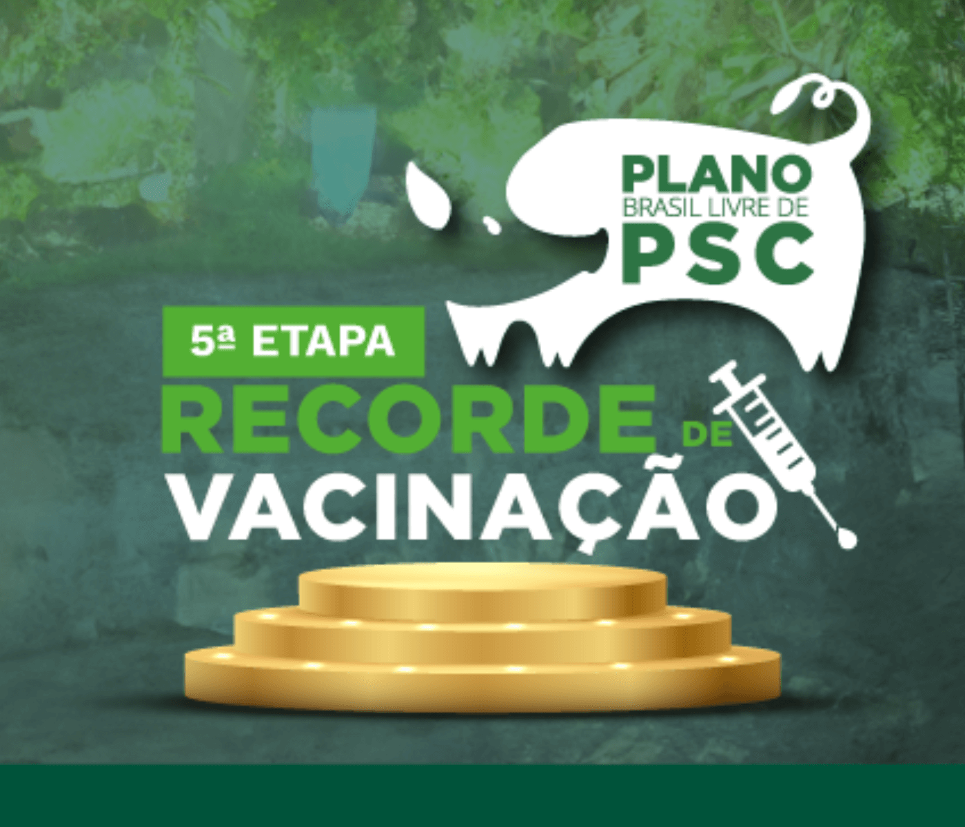 Alagoas tem recorde de imunização ao vacinar  mais de 147 mil suínos na 5ª e última etapa de vacinação contra PSC 