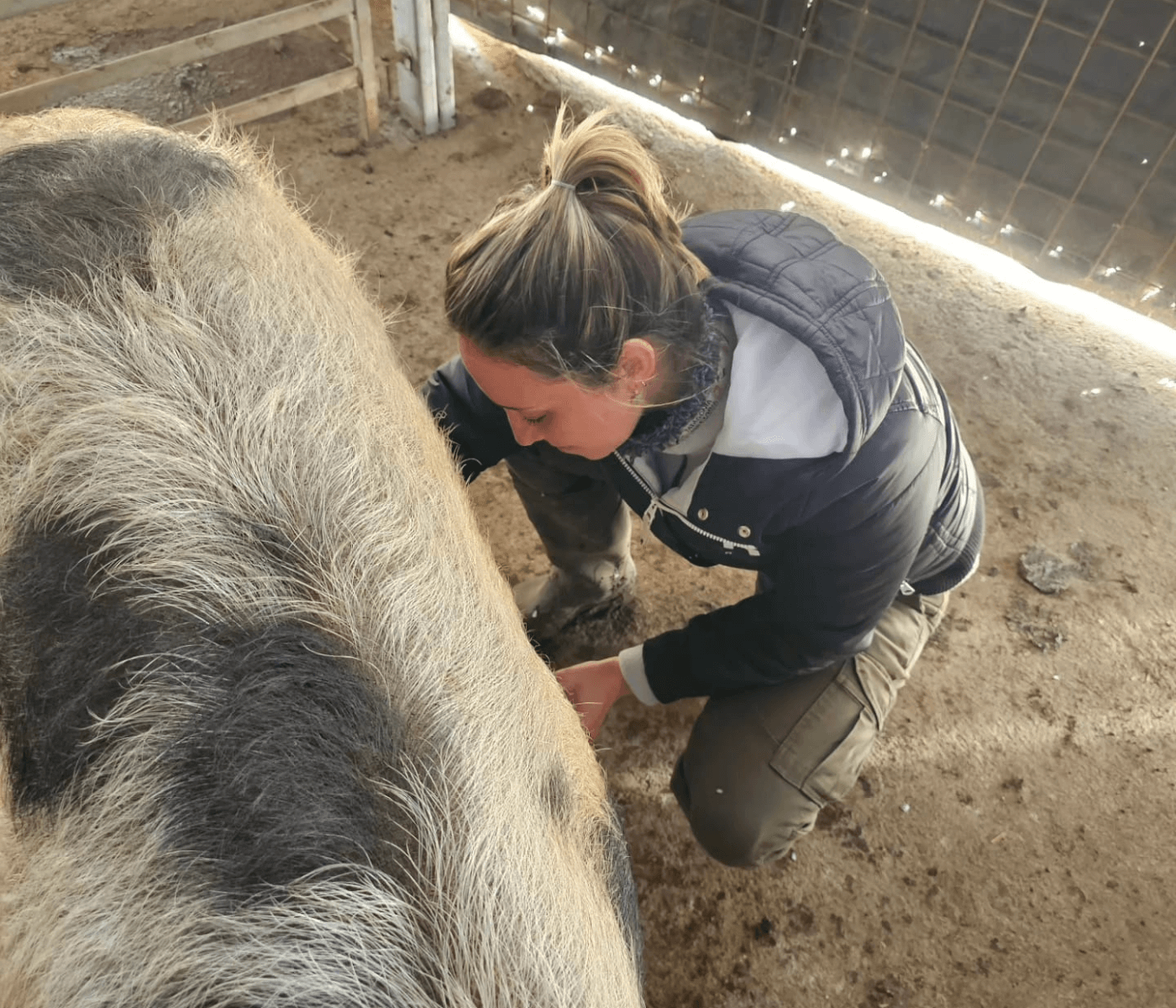 Mujeres en la Industria Porcina Argentina: Participación y Desafíos