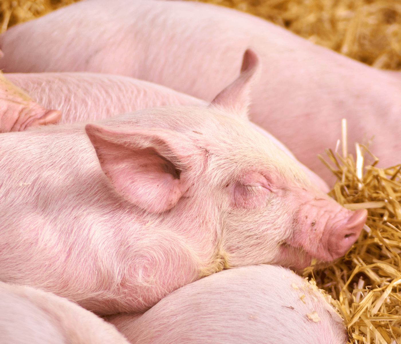 Rabobank pronostica desaceleración porcina en 2024
