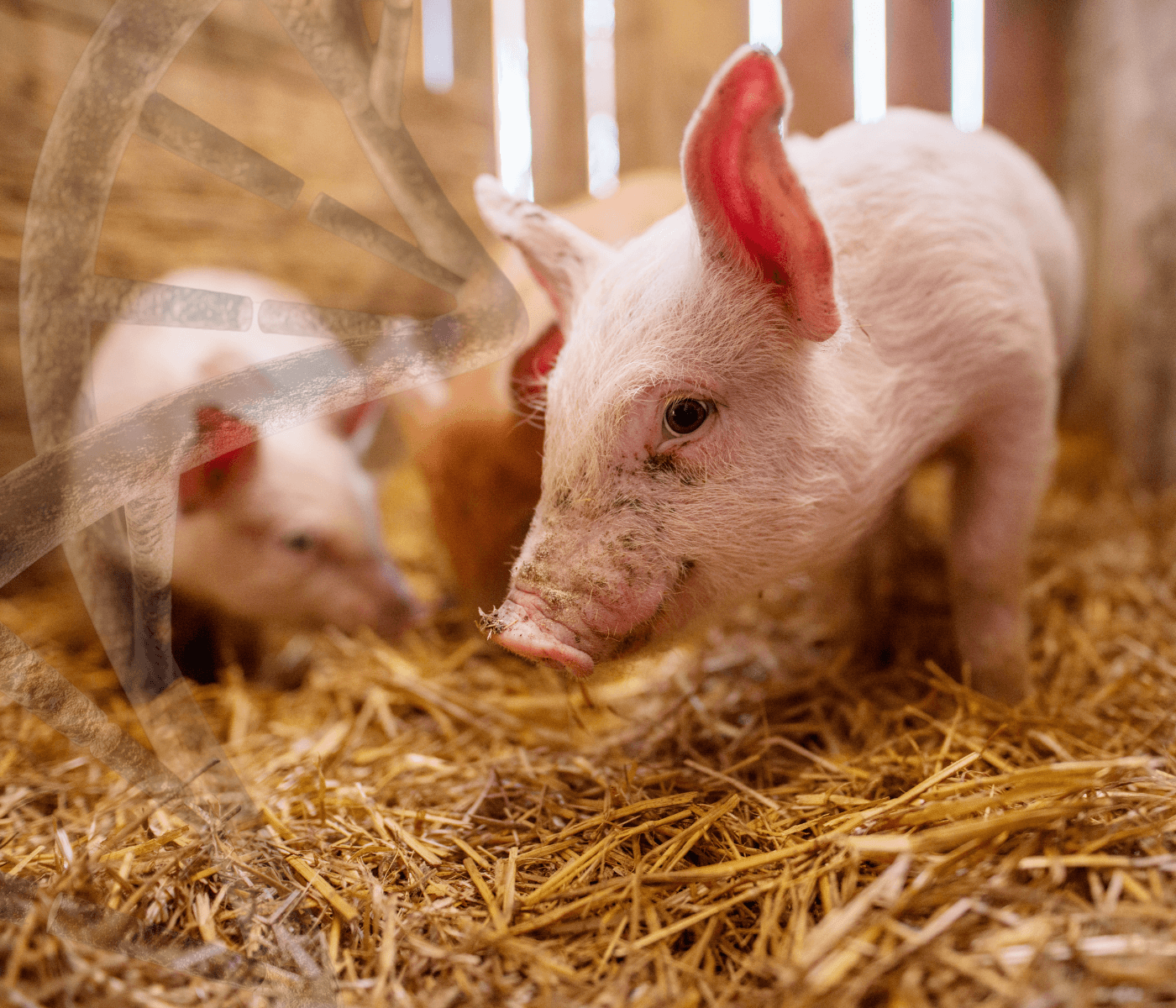 ¿Qué es la electroporación? y ¿Cómo ayuda en genética porcina?