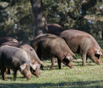 Vall Companys ha multiplicado prácticamente por diez su producción de cerdo ibérico, posicionándose como operador destacado en el sector.