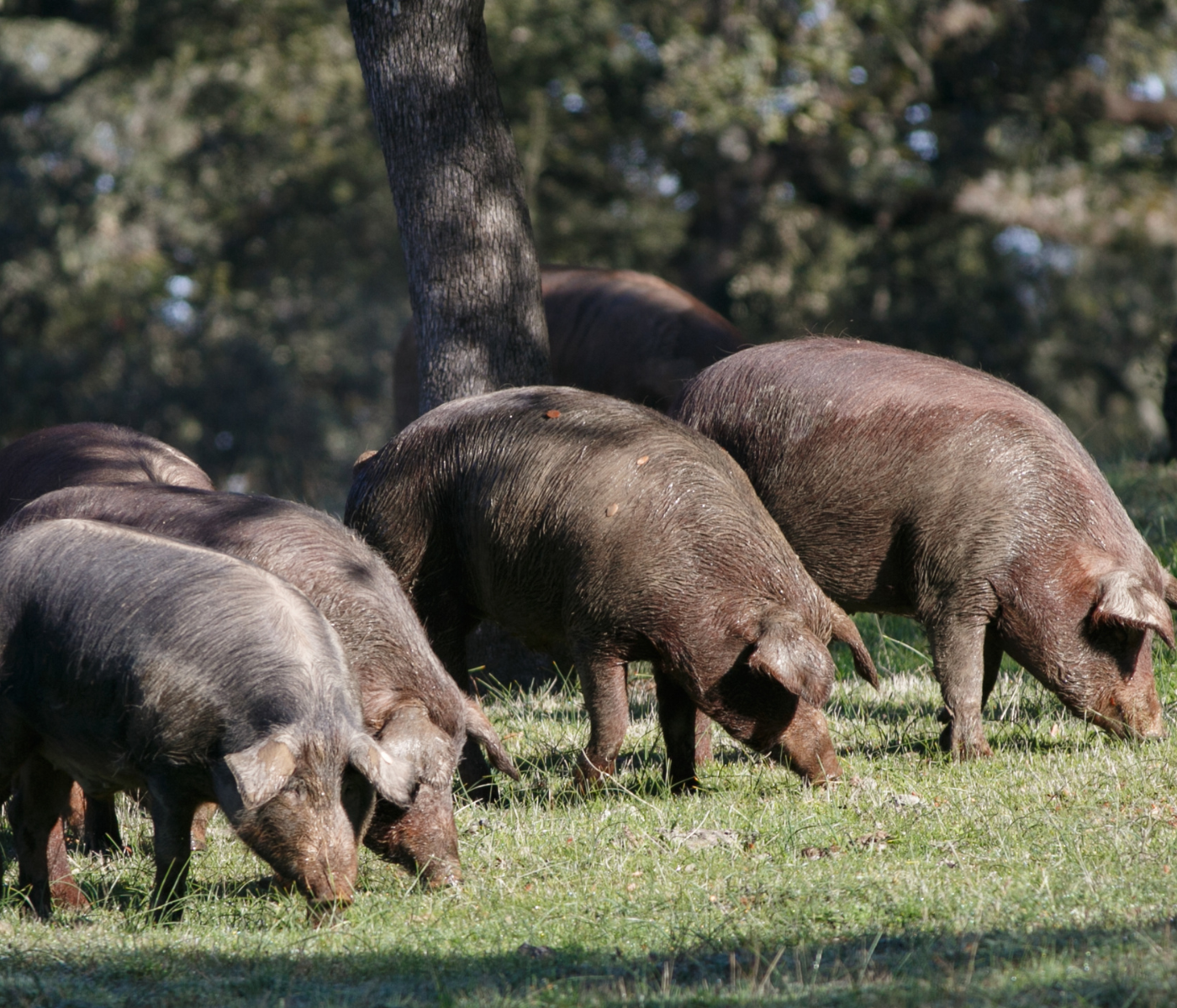 El Grupo Vall Companys aumenta su producción de cerdo ibérico casi diez veces