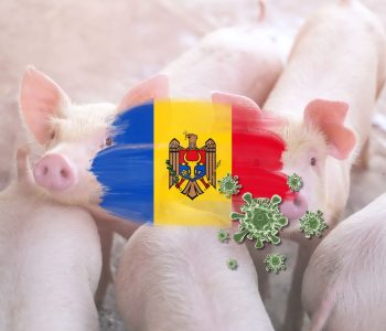 La OMSA ha informado sobre el resurgimiento de la Peste Porcina Africana (PPA) en Moldavia. Su última aparición fue el 30 de junio de 2021.