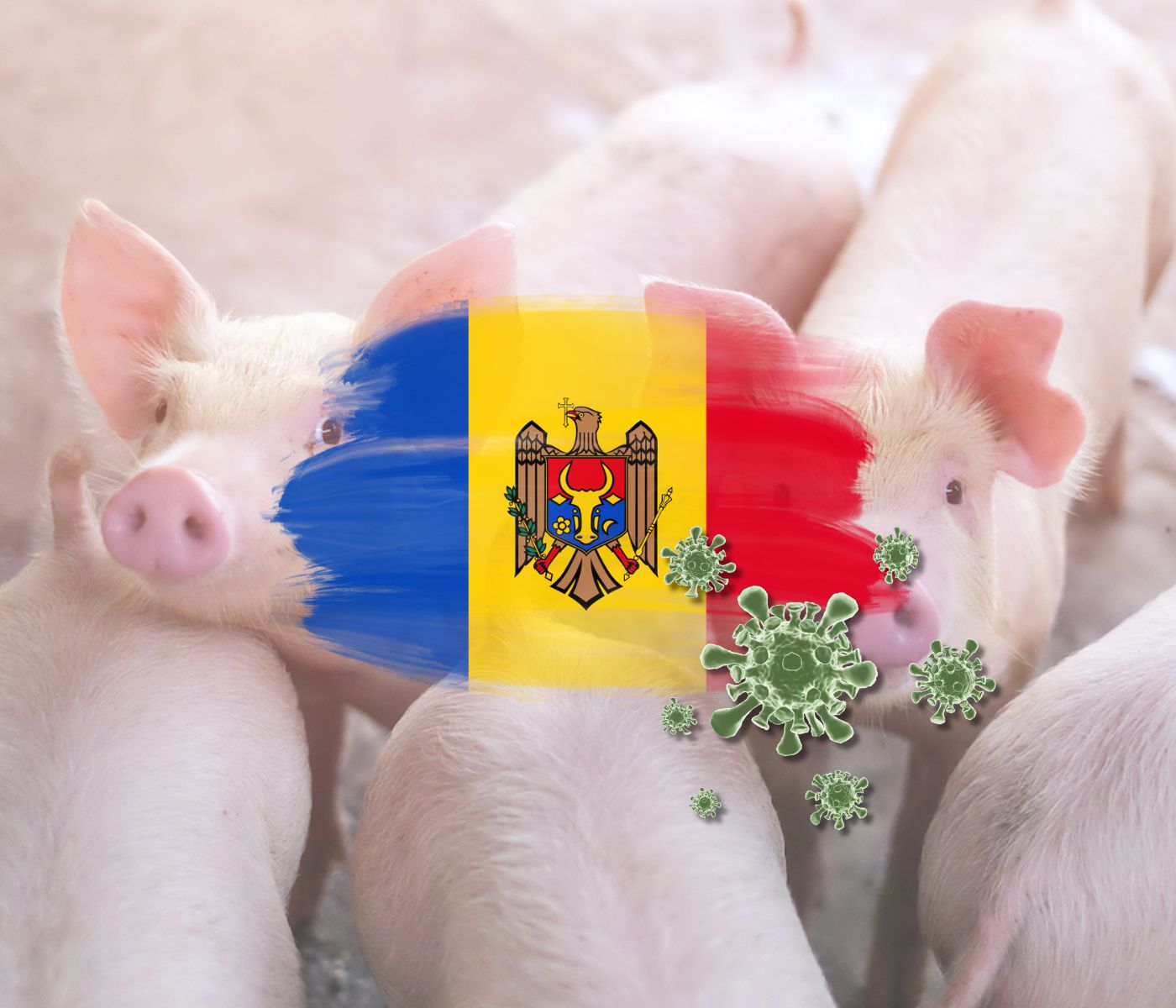 Se detectan nuevos brotes de Peste Porcina Africana en Moldavia...