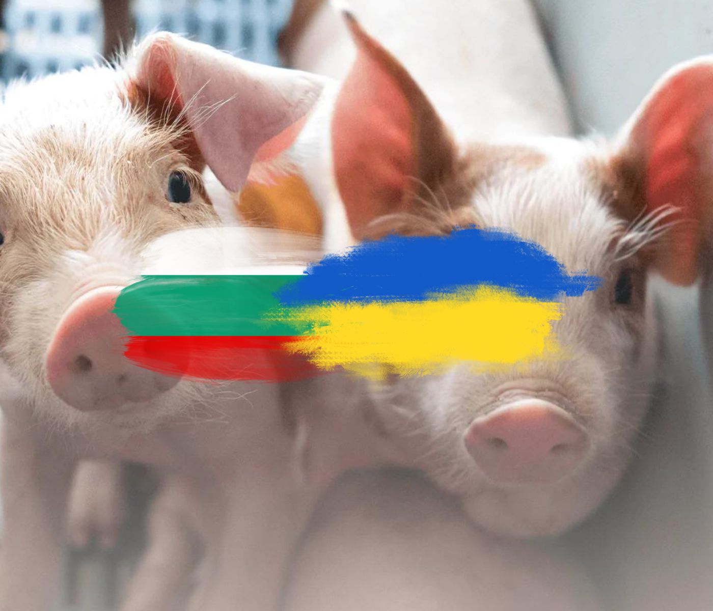 La Peste Porcina Africana, presente en Bulgaria y Ucrania