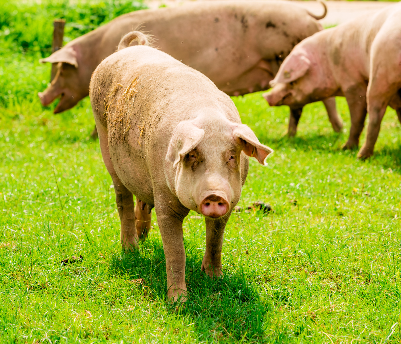 Manejo previo al sacrificio y sus efectos sobre el bienestar animal y la calidad de la carne porcina