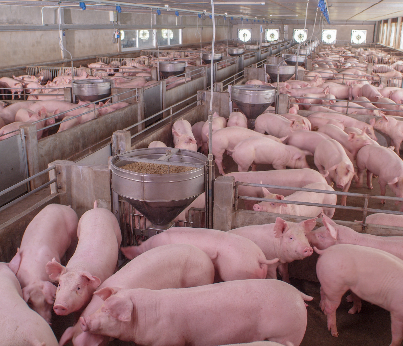 Biomarcadores de estrés en cerdos de engorde