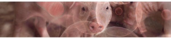 Desvendando o custo oculto: explorando o impacto do estresse oxidativo na produção de porcas