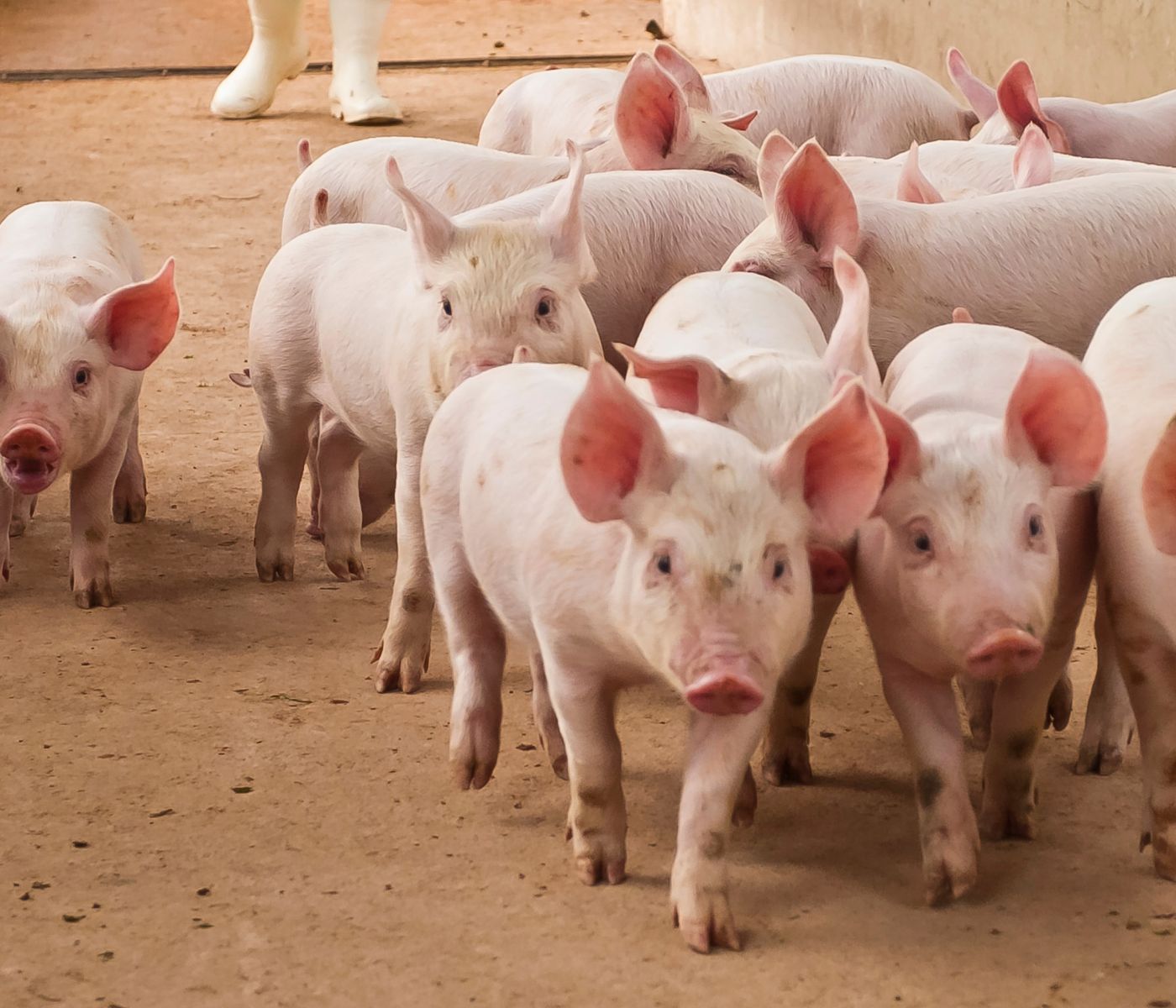 Bioseguridad Porcina en EE. UU.: Importancia del Plan Secure Pork Supply