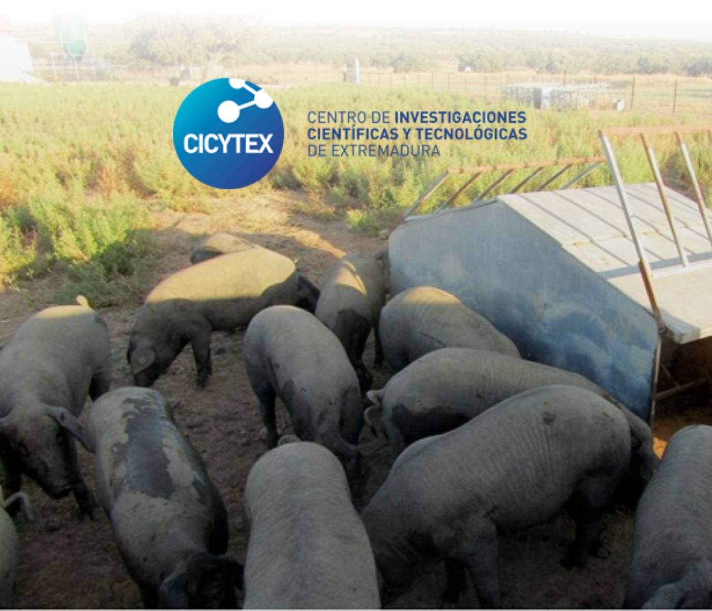 CICYTEX aumenta la calidad de la carne de cerdo ibérico con piensos biofortificados con selenio