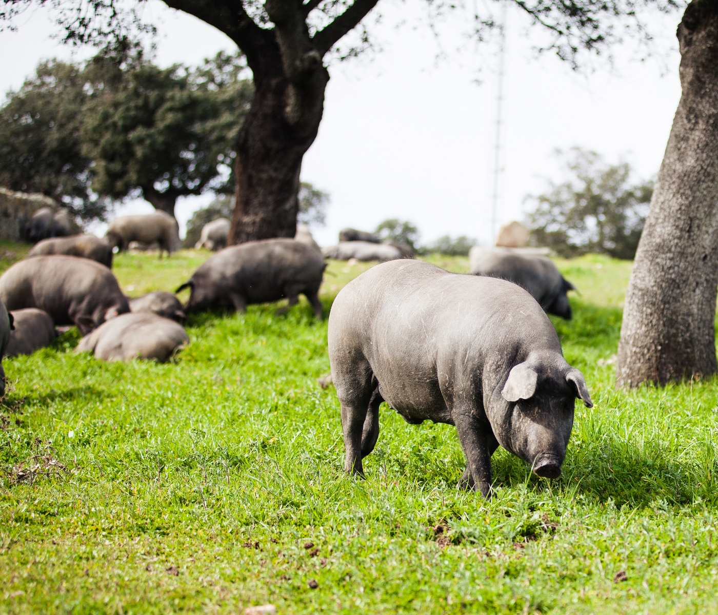 Andalucía, líder en la producción de cerdos de bellota después de una exitosa montanera