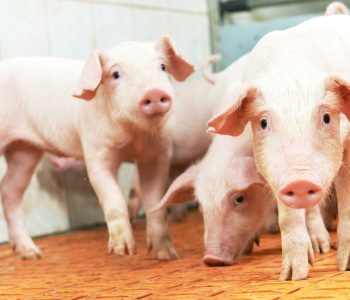 El informe semanal de PorkColombia ofrece un análisis de la economía porcícola, destacando tendencias en precios, producción y créditos tanto a nivel nacional como internacional.