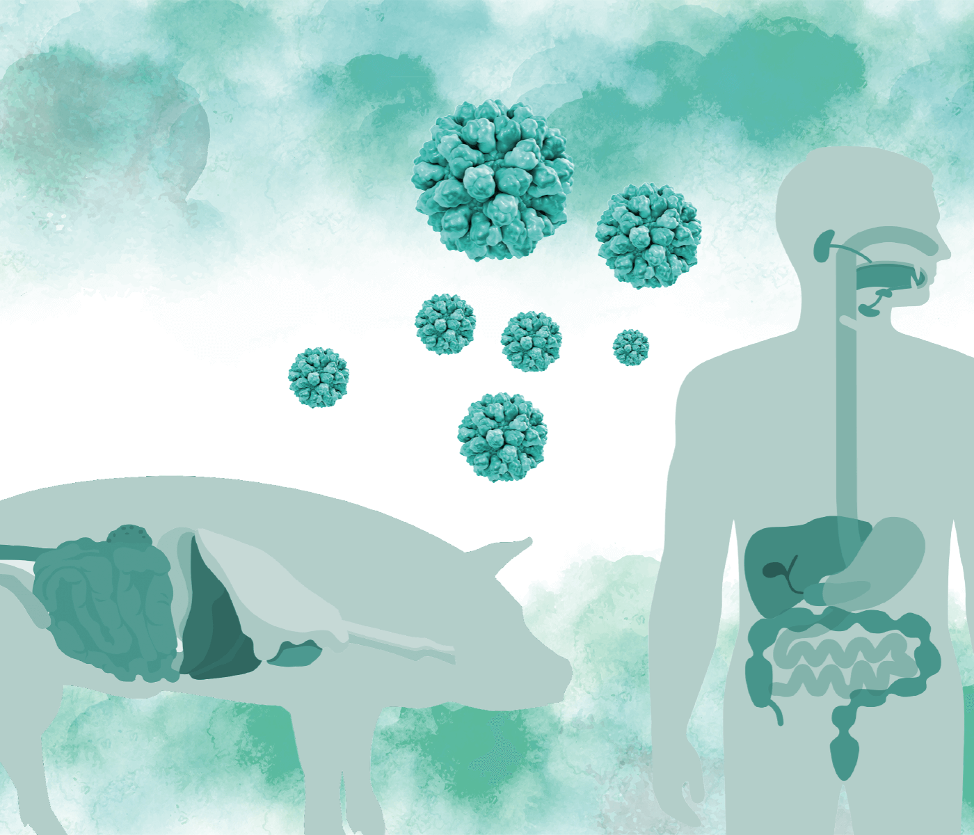 Norovirus porcino: de patógeno en el olvido a potencial agente zoonótico