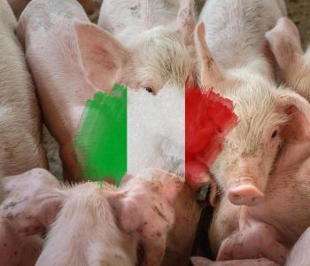 La Peste Porcina Africana (PPA) sigue aumentando descontroladamente en el norte de Italia: Hasta 144 municipios con al menos un caso positivo.
