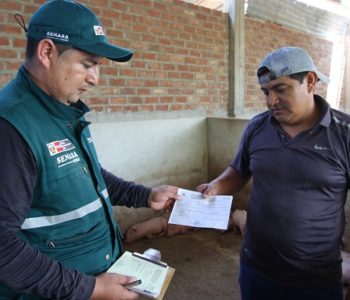 SENASA y el MIDAGRI protegen la producción porcina en Perú, beneficiando a 400 mil criadores con vacunación y capacitación.