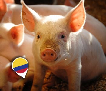 Perspectivas y desafíos del sector porcino en Colombia para el 2024. Reducción en costos, crecimiento continuo y el impacto de la geopolítica en las materias primas.