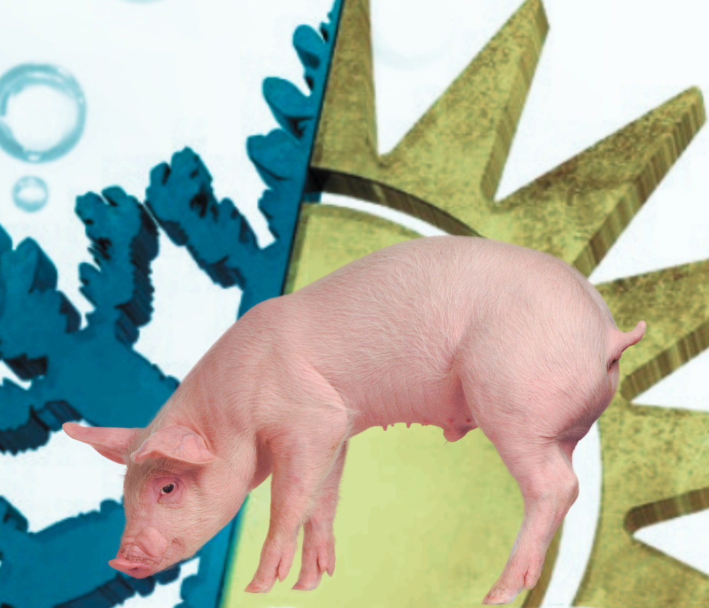 ¿Cómo influye el ambiente en el bienestar de los cerdos?