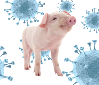 Influenza Porcina