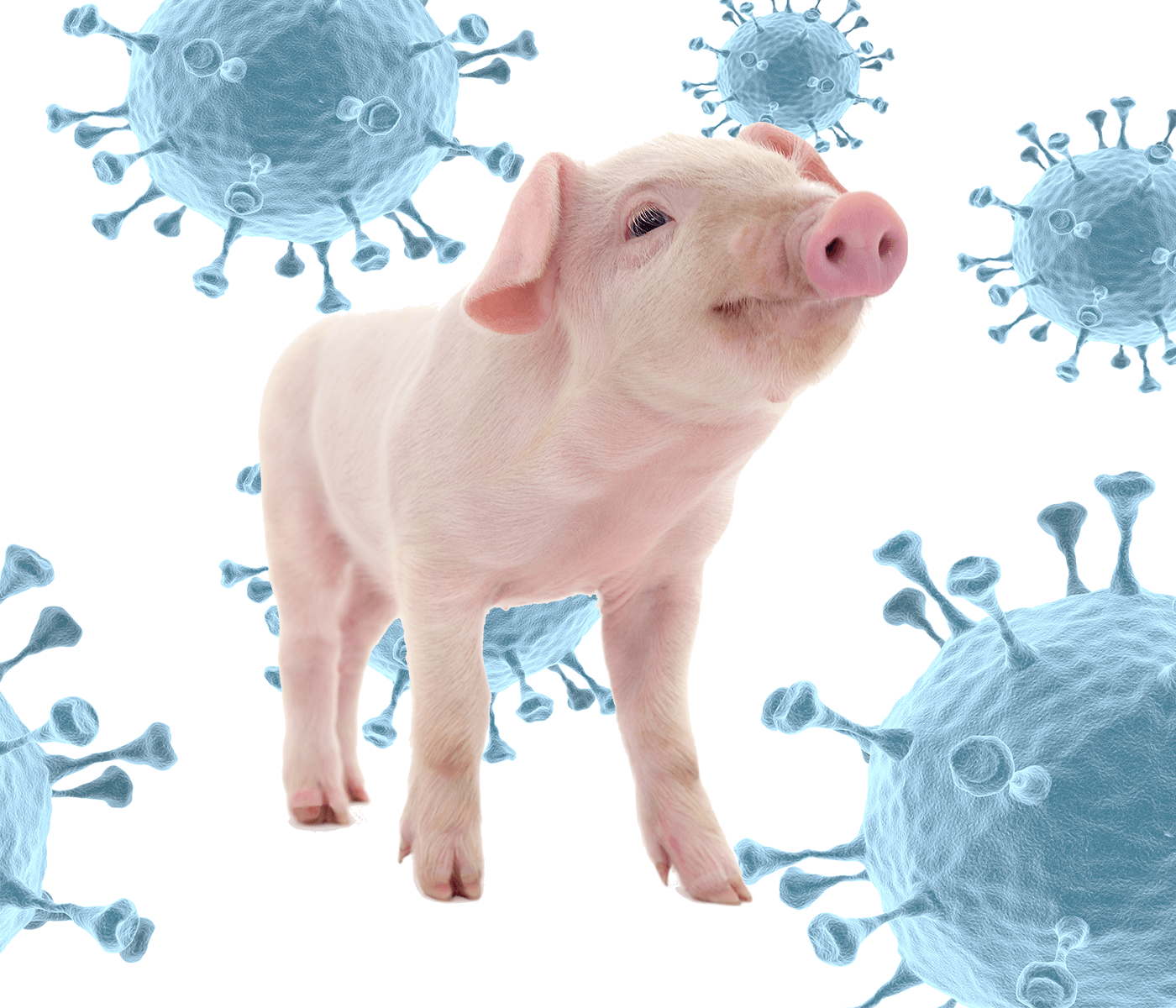 ¿Qué importancia le damos a la Influenza Porcina?