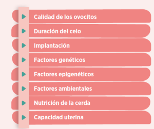 placentación