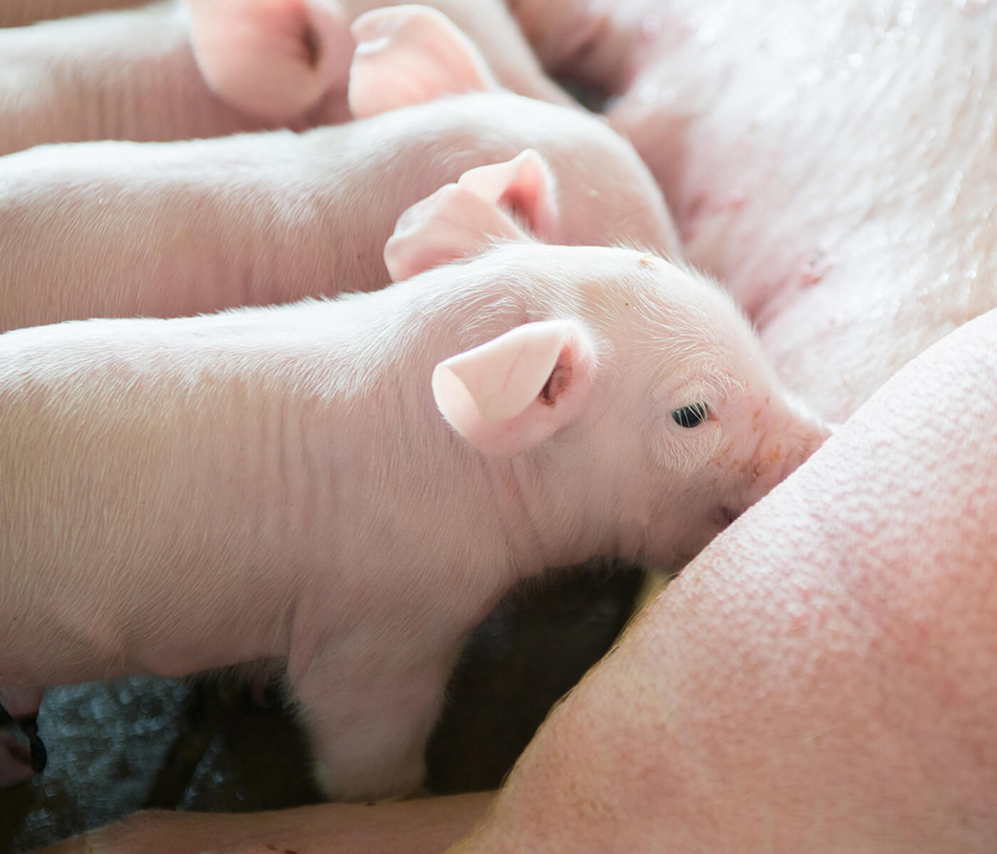 Soluciones nutricionales que ayudan a afrontar los retos de la producción porcina
