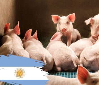 El informe destaca la importancia de desarrollar el mercado de exportación porcina en Argentina para aliviar la presión sobre el mercado interno y aprovechar el potencial agroecológico del país. Analiza la evolución de las exportaciones de carne de cerdo, los principales destinos y rubros exportados, así como la subutilización de materias primas.