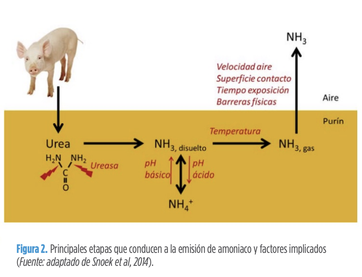 Figura 2. Principales etapas que conducen a la emisión de amoniaco y factores implicados (Fuente: adaptado de Snoek et al, 2014).