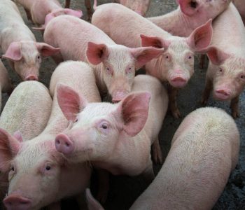 Porkcolombia presenta el informe semanal del sector porcícola en Colombia, destacando los principales indicadores económicos y de producción del período.