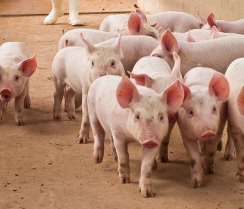 Análisis económicos del mercado porcícola nacional e internacional en el informe semanal de Porkcolombia del 29 de abril al 05 de mayo.