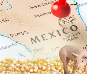 La producción de carne porcina en México creció un 2.3% en el primer trimestre de 2024, mientras que la producción de cereales como el maíz disminuyó un 13%.