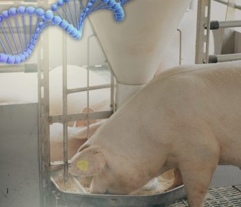La nutrigenómica estudia cómo los nutrientes afectan la expresión génica en animales, optimizando su alimentación y mejorando la producción de forma sostenible.