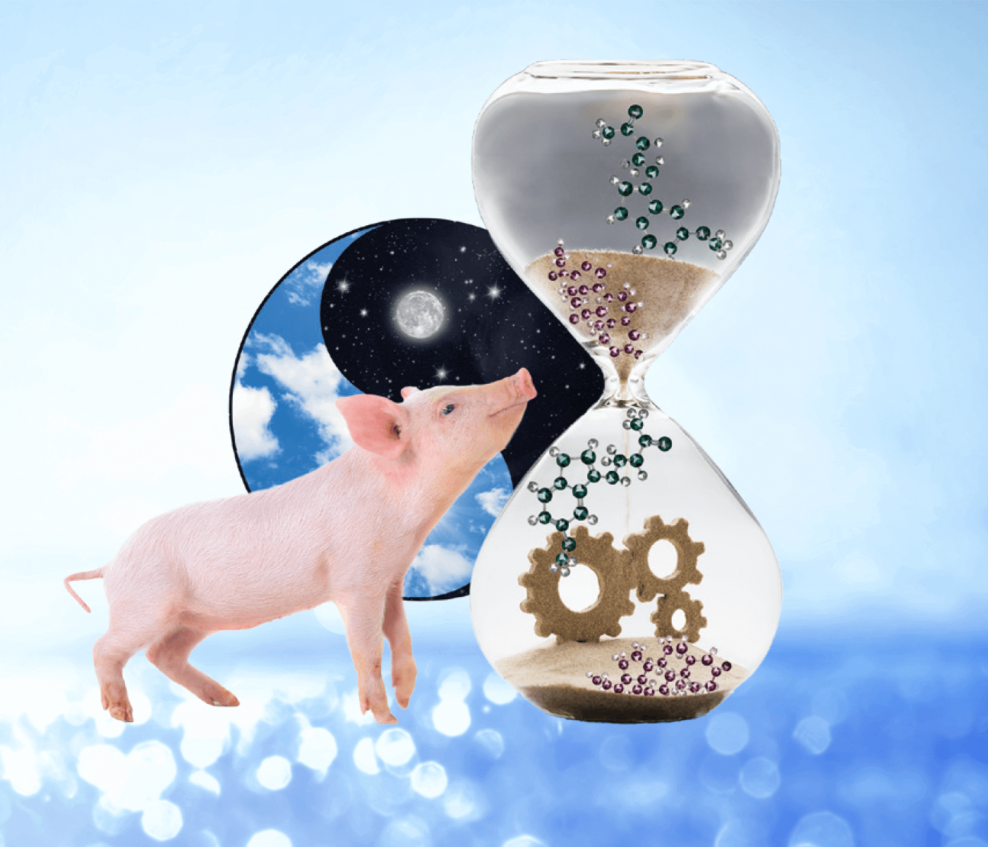 Productividad al compás de los ritmos biológicos porcinos