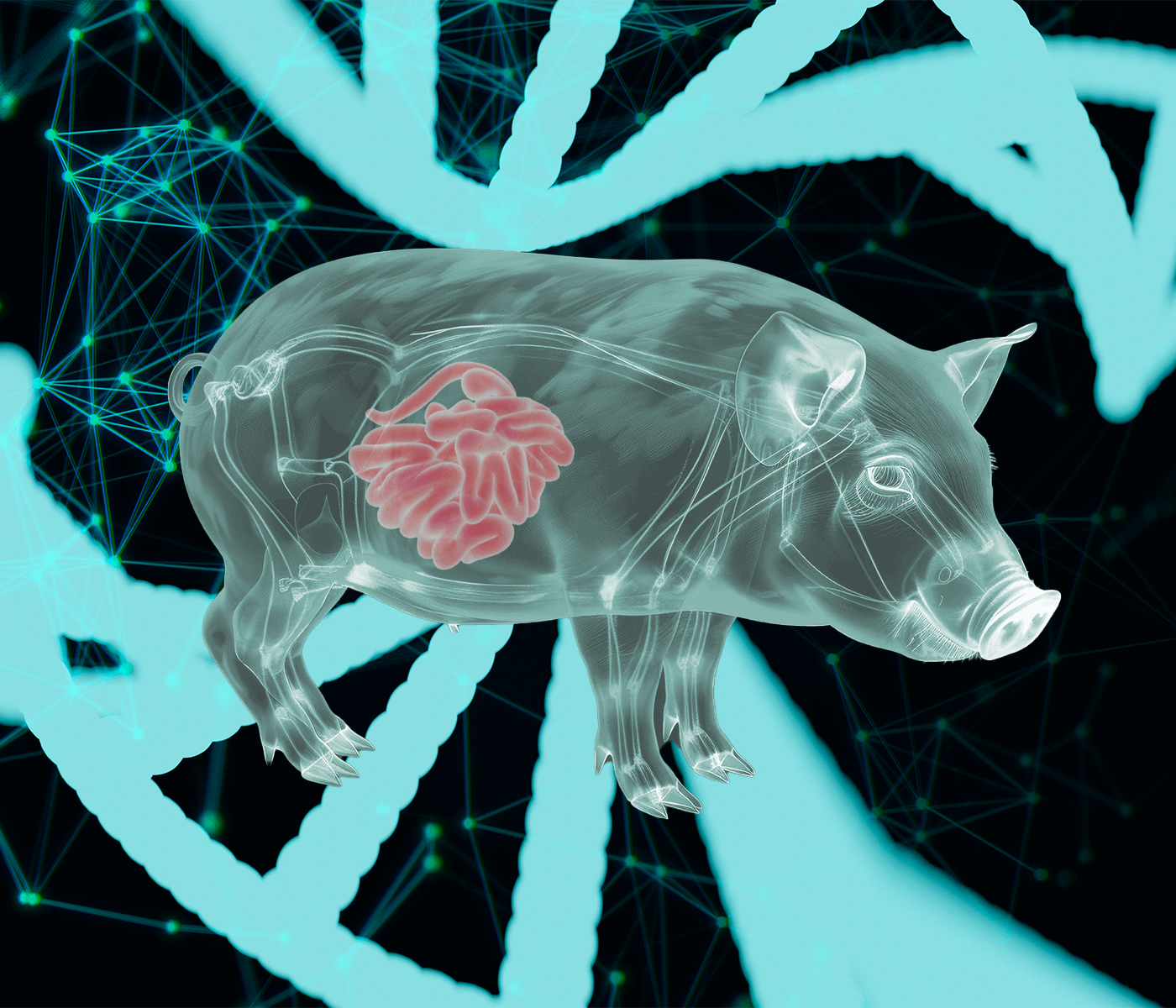 Mejora genética frente a la torsión mesentérica en cerdos
