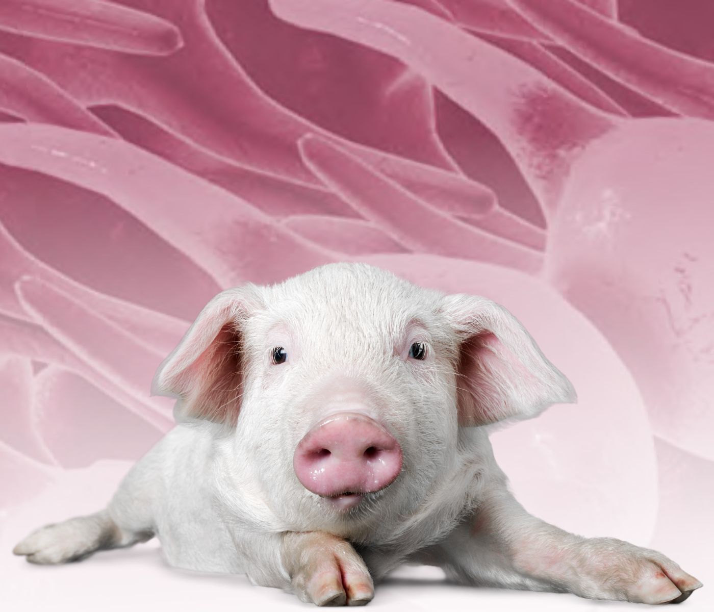 El uso de grasas oxidadas en la alimentación porcina: el hato reproductor (parte 2 de 3)