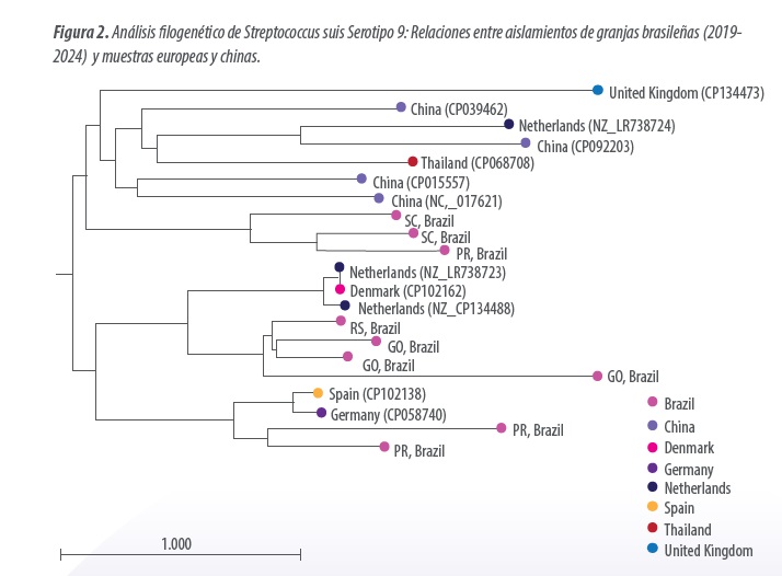 Streptococcus suis 