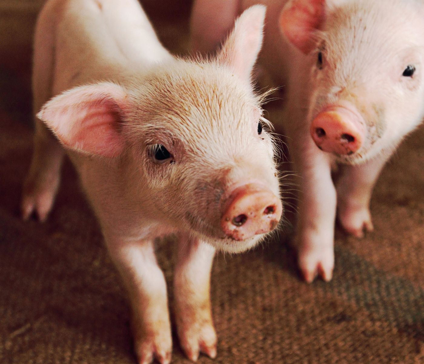 Sistema inmune como factor clave para una industria porcina rentable