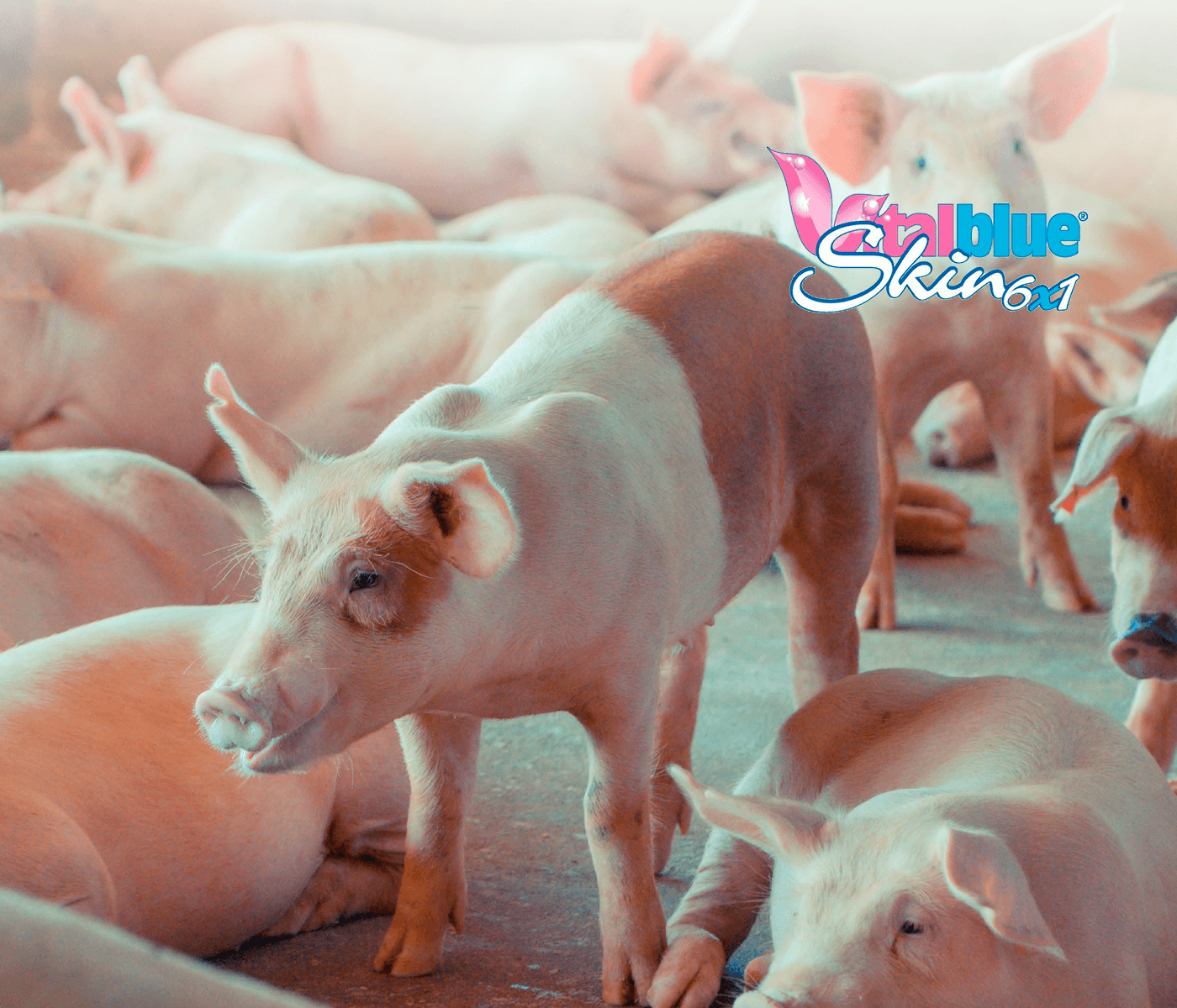 Disminución del amoniaco con VITAL BLUE SKIN®