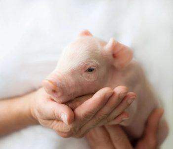 MSD Animal Health ha lanzado PORCILIS® ROTA, la que es la primera vacuna atenuada registrada frente al rotavirus porcino en España.