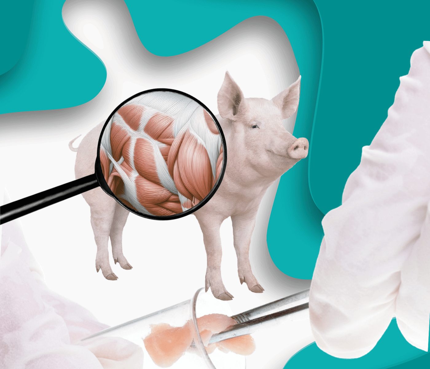 Necropsia – Pieza indispensable en el diagnóstico de patologías porcinas