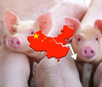 Según el USDA, China reducirá sus importaciones de cerdo en 2024 hasta un 21%, lo que supone el nivel más bajo desde 2019.